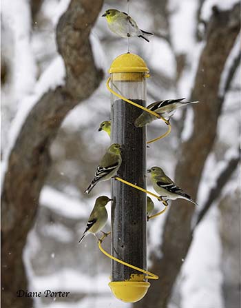 Spiral Feeder with Goldfinches