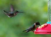 Ruby-throated Hummingbirds