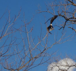 Bald Eagle Nest