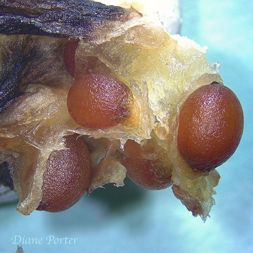 Trillium seeds in pod