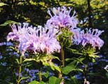 Beebalm