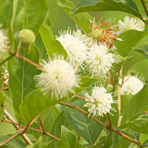 Buttonbush Blossoms