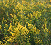 Goldenrod