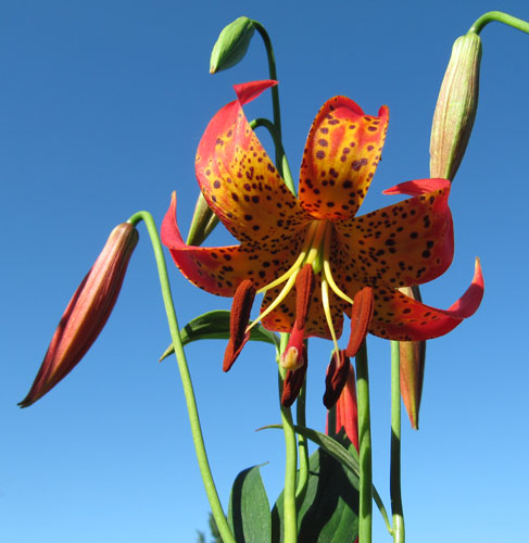 Lilium michiganense