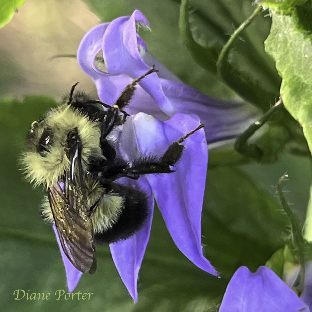 Bumble bee visits Great Blue Lobelia.