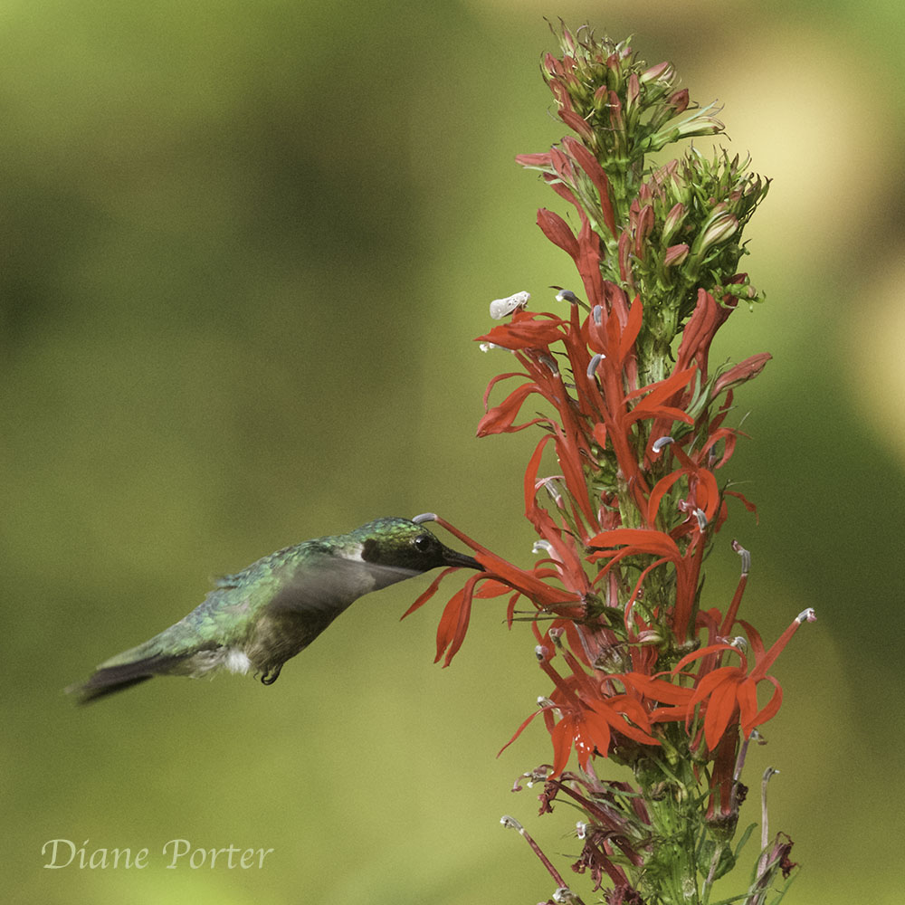 Hummingbird with Cardinal Flower in male stage