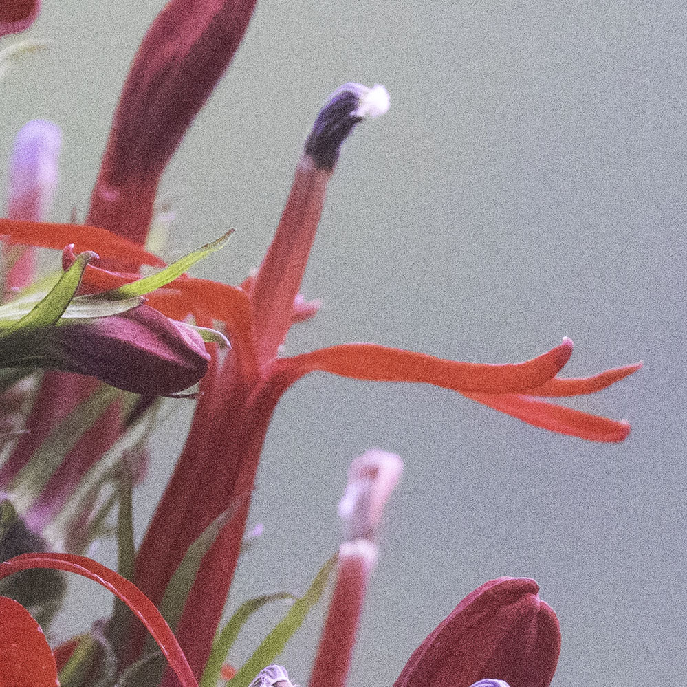 Cardinal Flower in male phase