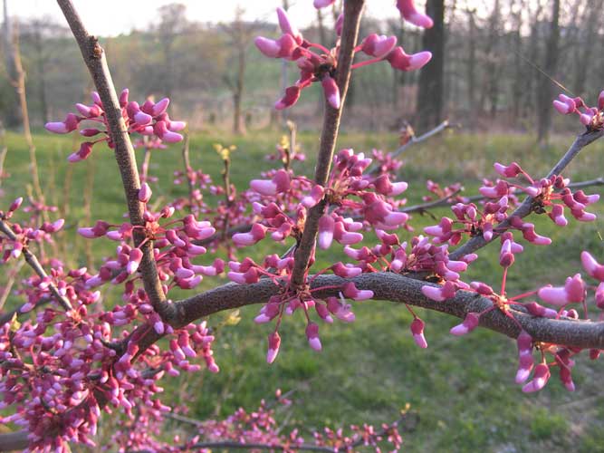 Redbud