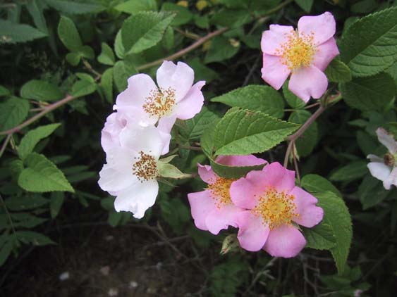 Wild prairie rose