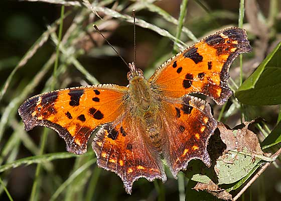 Comma Butterfly