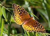 Great Spangled Fritillary