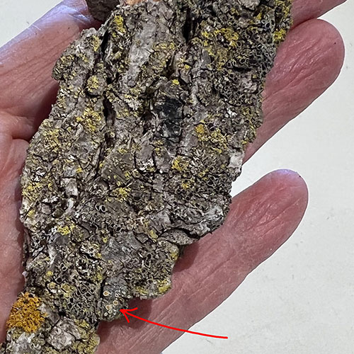 A Caloplaca lichen
