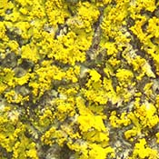 Lacy Lemon Lichen