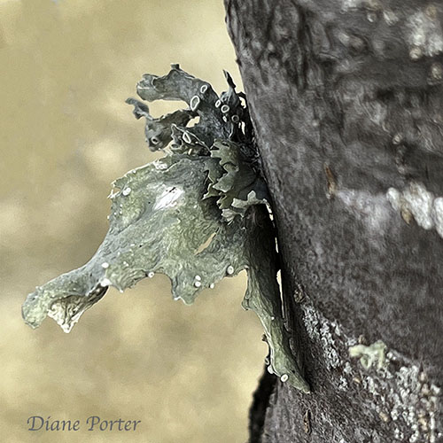 Mothlike Ramalina 