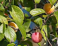 Wild Plums