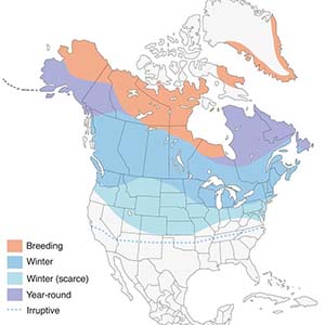 Common Redpoll map by Cornell Lab of Ornithology