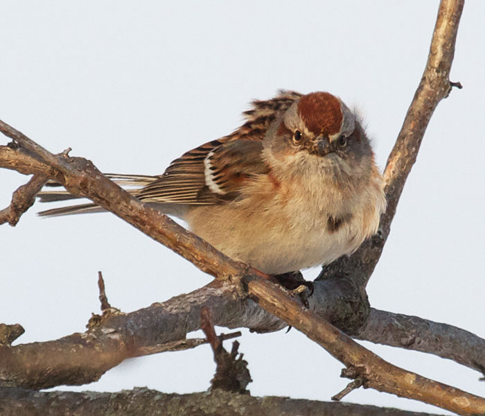 American Tree Sparrow