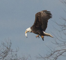 Bald Eagle with Fish
