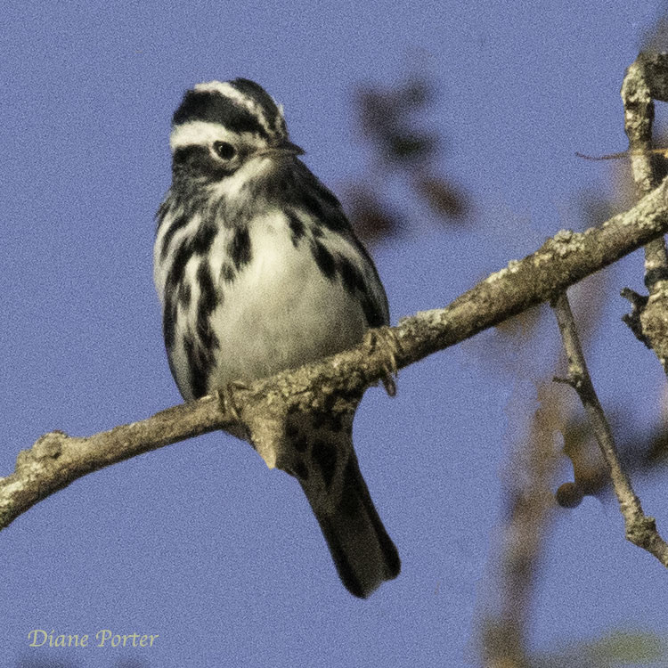 Black-and-white Warbler, male
