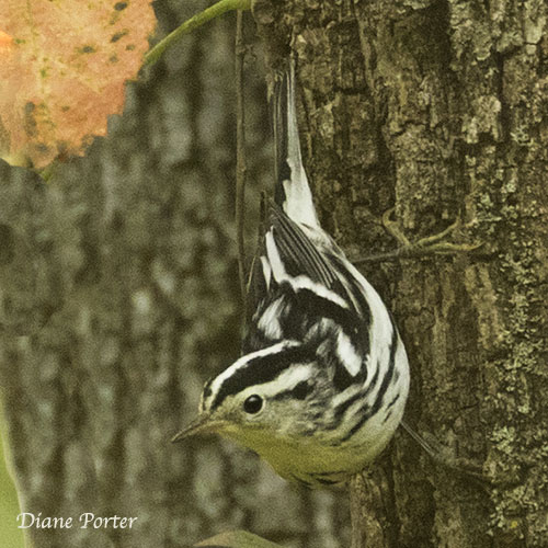 Black-and-white Warbler in vertical pose