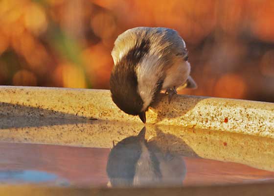 Black-capped Chickadee