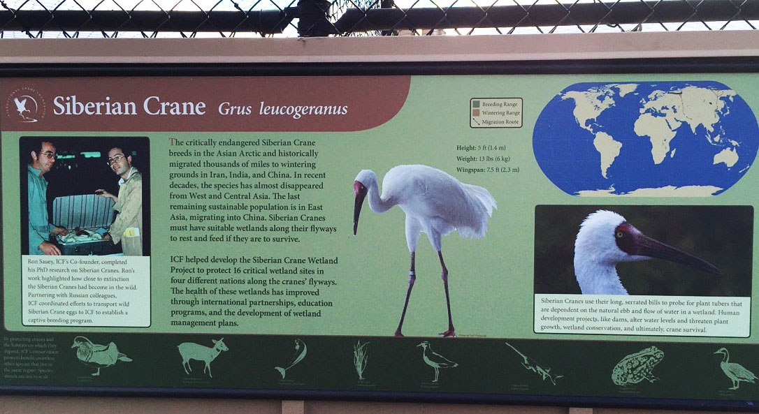 Siberian Crane Sign