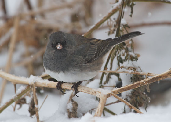 Dark-eyed Junco
