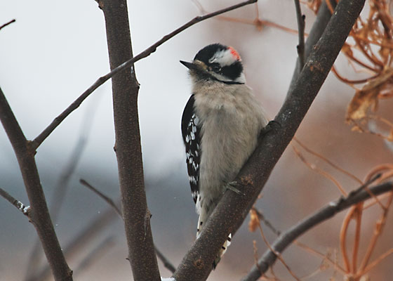 Downy Woodpecker