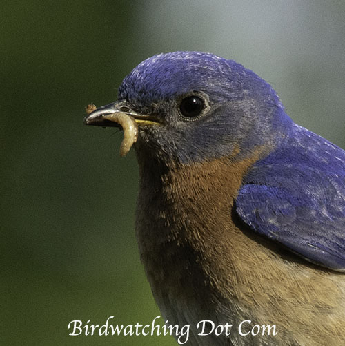 Bluebird with mealworm