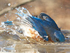 Bluebird