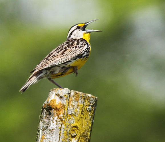 Eastern Meadowlark