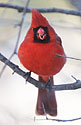 Cardinal