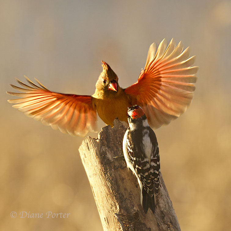 cardinal and woodpecker