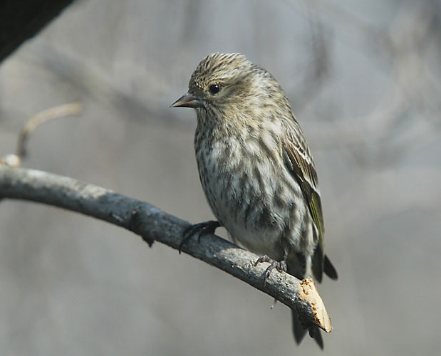 Pine Siskin