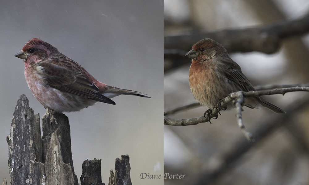 Male Purple Finch and House Finch