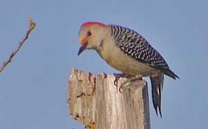 Red-bellied Woodpecker