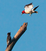 Red-bellied Woodpecker