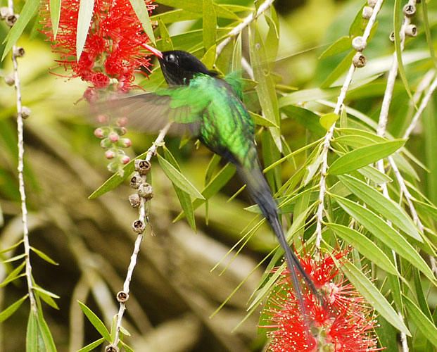 Red-billed Streamertail