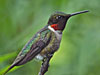 Rubythroat
