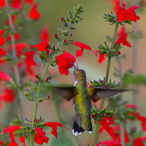 Ruby-throated Hummingbird at Red Sage