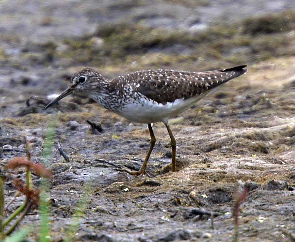 Solitary Sandpiper
