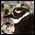 Killdeer