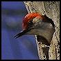 Red-bellied Woodpecker