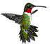 Ruby-throated Hummingbird