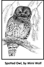 Spotted Owl, by Mimi Wolf