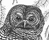 Spotted Owl