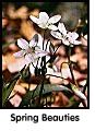 Spring Beauties