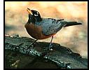 Robin drinks at birdbath
