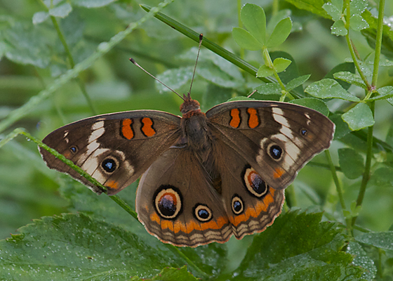 Ohio Buckeye Butterfly