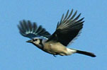 Flying Blue Jay